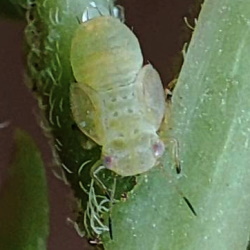 Acizzia jamatonica